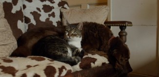 A história de amizade de um cão cego e o seu guia… que é um gato!